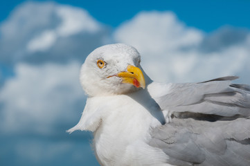 Neugierige Möwe auf Borkum