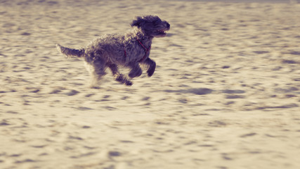 Mongrel dog playing and running on beach