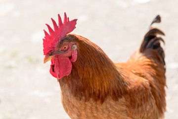 Detail of rooster head