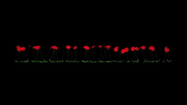 Red Dahlia Flower + Luma Channel
