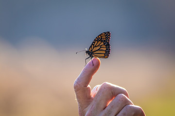Fototapeta premium Viceroy Butterfly (Limenitis archippus) looks like the Monarch and is seen perched on a fingertip with beautiful blue and pastel background