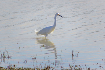 Egret, white egretta garzetta, wading towards a pond's shore