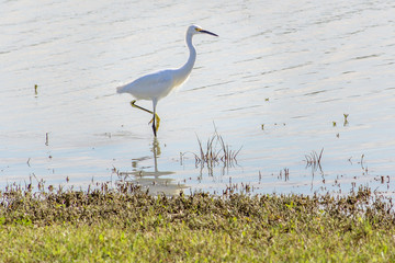 Egret, one egretta garzetta, little egret, a species of the small heron genus, standing with one foot lifted and exposed near the shoreline of a park's retention pond in Houston, Texas