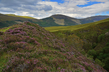 Fototapeta na wymiar Heather hills of Scotland