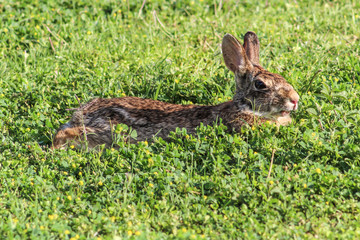 Brown bunny rabbit, relaxing in lush green grass and weeds, side-view, visible overbite, park scene