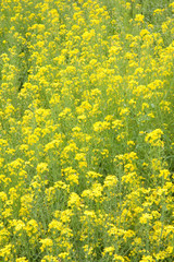 Rape field