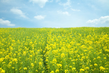 Fototapeta premium Rape field
