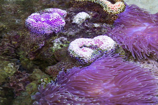 Brain Purple Coral