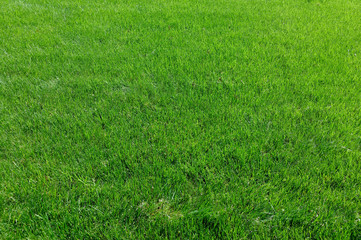 Newly grown grass lawn background. Horizontal.