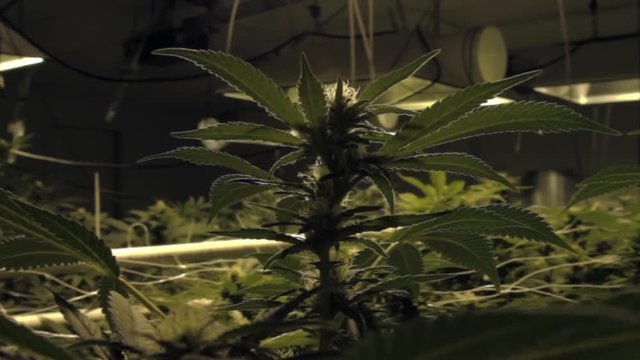 Indoor Marijuana Grow_14.mov