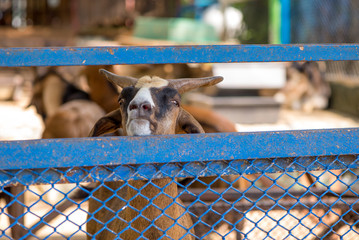 Close-up detail on a brown billy goat looking over a blue metal mesh fence. Animal agriculture...