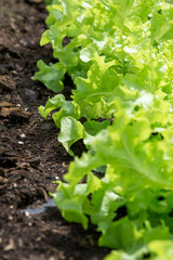 Close-up detail of loose-leaf lettuce planted in the soil of an vegetable garden. Organic agriculture and gardening concept.