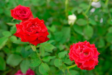 Close-up detail of multiple roses with a vibrant red color. Valentine's Day and nature concept.