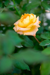 Close-up detail of a yellow-orange rose in a rose bush, vertical orientation. Nature and Valentine's Day concept.