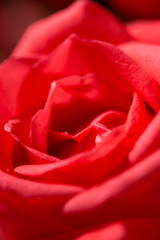 Macro photograph of a large and beautiful red rose, in vertical orientation. Valentine's Day and nature concept.