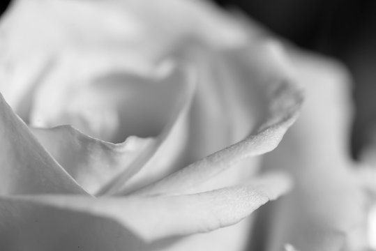 Macro detail of the central petals of a rose in black and white. Abstract flower and holidays concept.