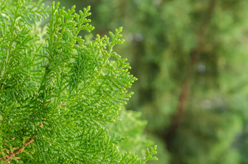 green pine tree in morning