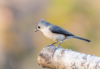 Tufted Titmouse (Baeolophus bicolor) is perched on a birch branch looking down
