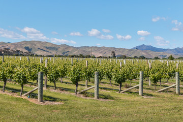Fototapeta na wymiar grapevine growing in vineyard with blue sky and copy space