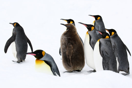 2 件の最適な ペンギンの親子 画像 ストック写真 ベクター Adobe Stock