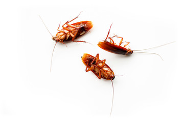 cockroaches