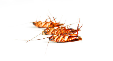 cockroaches