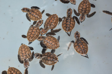 Turtle Beach in Support Hatchery