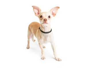 Chihuahua Dog Big Ears Over White