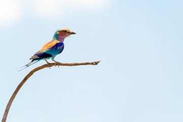 Lilac Breasted Roller Isolated Against Sky