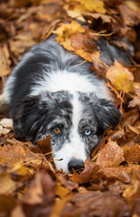 Blue Merle Border Collie 