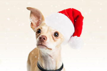 Little Santa Dog With Snow Closeup
