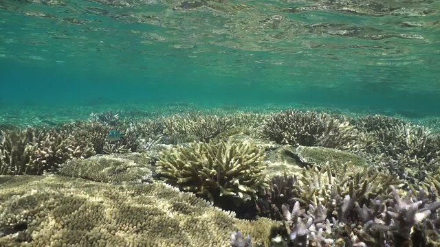 Coral reef in good condition in very shallow water with ripples of water surface from underwater, motionless, natural light, south Pacific ocean, New Caledonia
