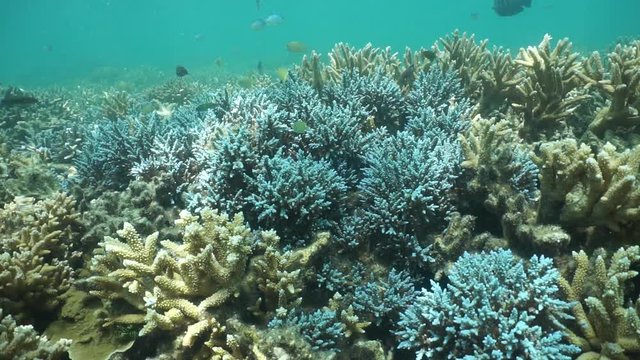 Acropora corals, some with blue color, and tropical fishes under the water, motionless scene on the seabed, south Pacific ocean, New Caledonia
