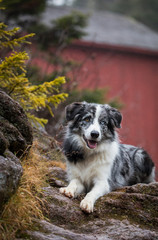 Blue Merle Border Collie