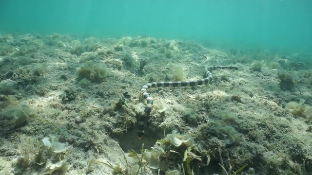 Sea snake hunting underwater on the seabed, banded sea krait, Laticauda colubrina, New Caledonia, south Pacific ocean
