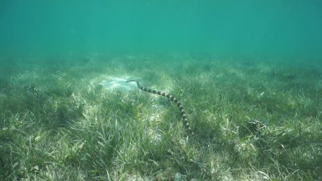Sea snake underwater, banded sea krait, Laticauda colubrina, hunting over seabed with seagrass, south Pacific ocean, New Caledonia
