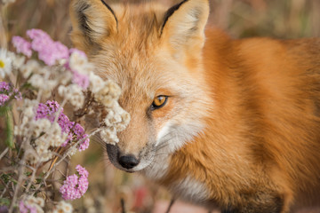 Red Fox