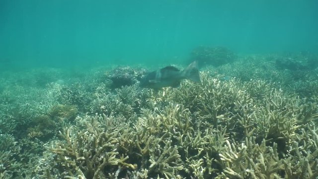 Tropical fish coral trout, Plectropomus leopardus, underwater over a coral reef, south Pacific ocean, New Caledonia
