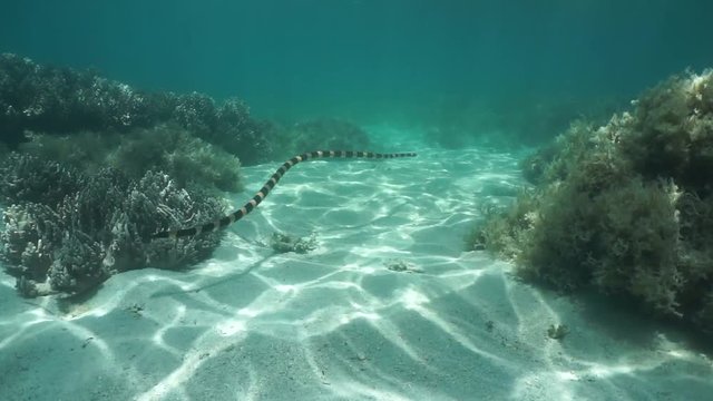 Underwater sea snake banded sea krait, Laticauda colubrina, swimming over the seabed, south Pacific ocean, New Caledonia
