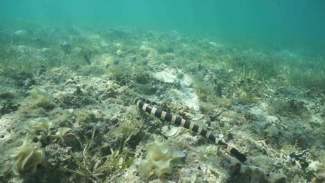 Underwater sea snake banded sea krait, Laticauda colubrina, hunting on the ocean floor in the lagoon of Grand Terre island in New Caledonia, south Pacific ocean
