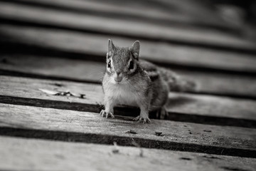 Chipmunk