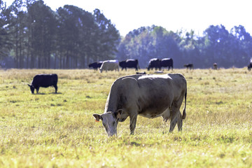 Skinny brood cow grazing with herd in background