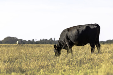 Thin Angus cow grazing