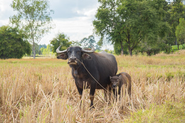 Naklejka na ściany i meble Buffalo eating hay in rice field,Harvest time last year