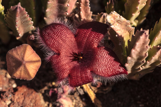 Red flower blooms on a Stapelia gigantea cactus and is also called the starfish flower and grows in Africa