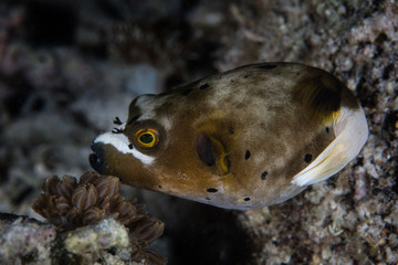 Blackspot Pufferfish Underwater