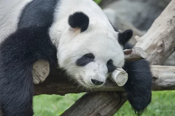 Crédence de cuisine en verre imprimé Panda A sleeping giant panda bear