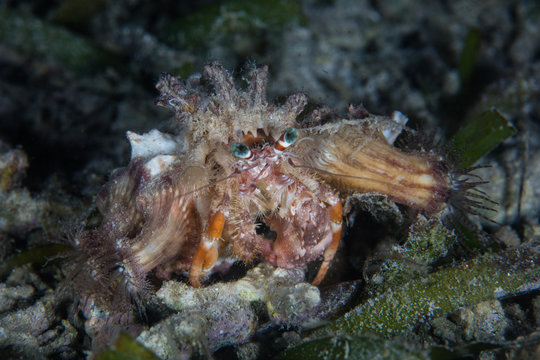 Hermit Crab With Anemones on Shell