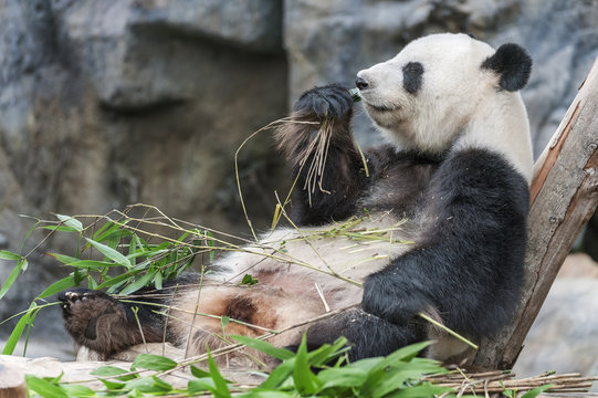 Panda eating bamboo leaf