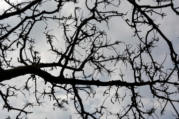 Dried twigs and sky background